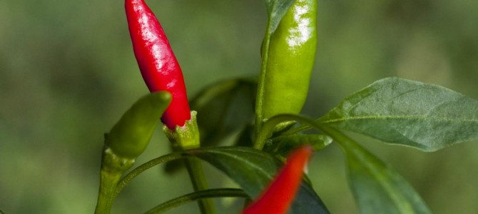 Eat Chile Peppers For Spice And Nutrition