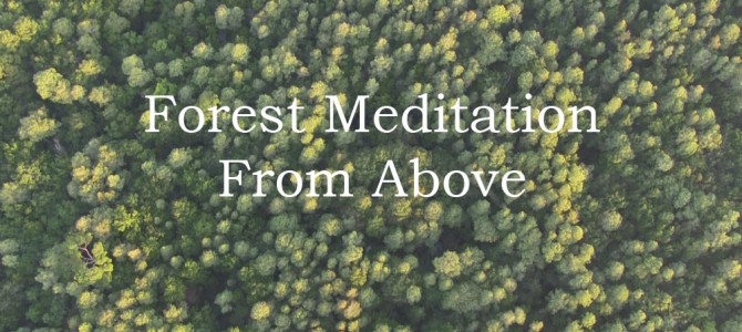 Forest Meditation From Above