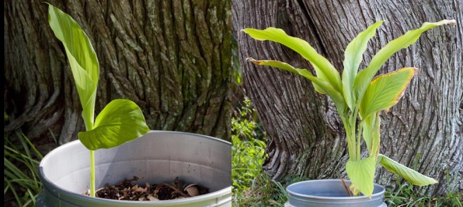 The Backyard Ginger Plant II – The Harvest